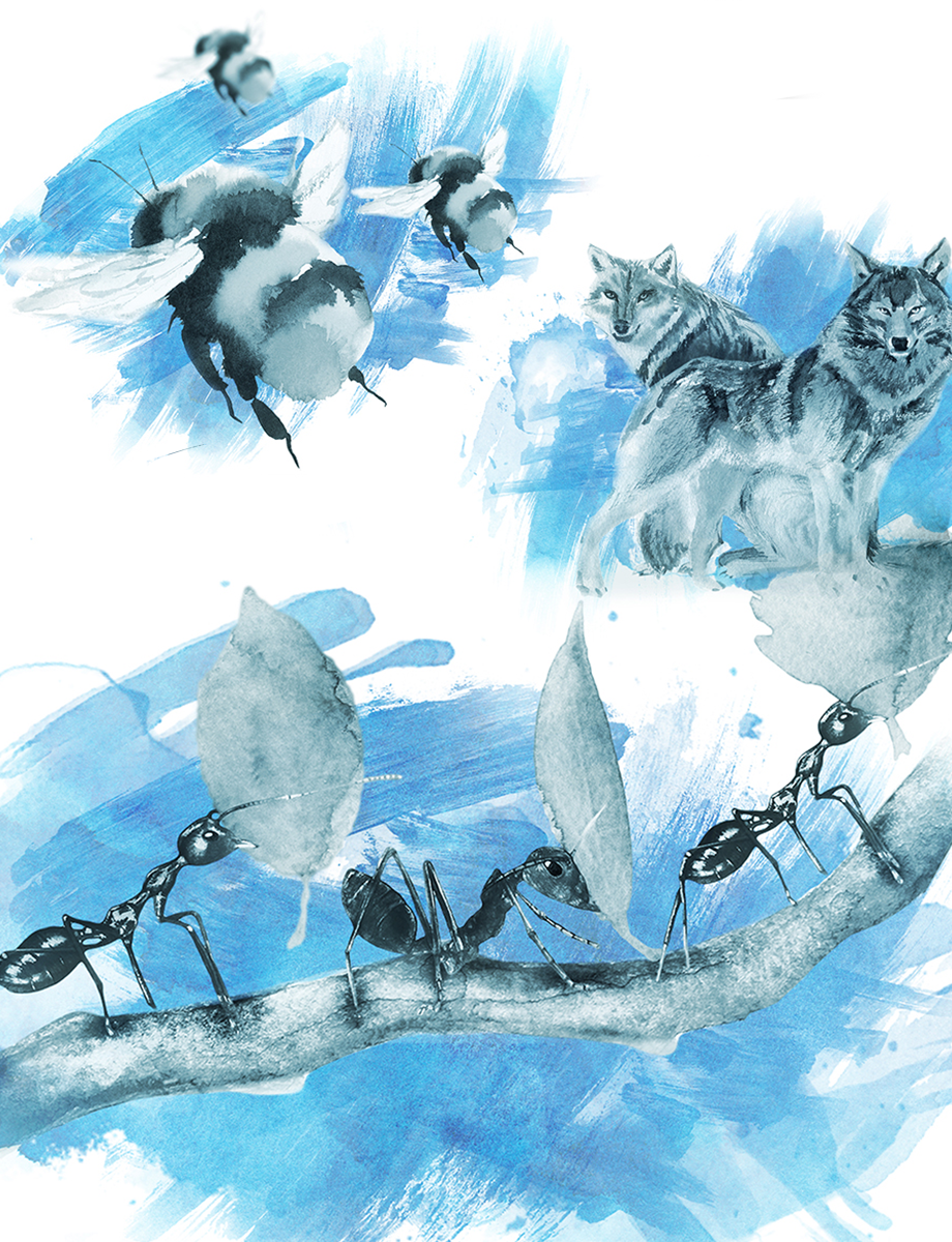Design and Illustration